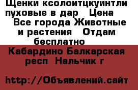 Щенки ксолоитцкуинтли пуховые в дар › Цена ­ 1 - Все города Животные и растения » Отдам бесплатно   . Кабардино-Балкарская респ.,Нальчик г.